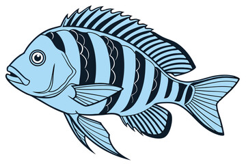 Convict cichlid fish illustration on white background