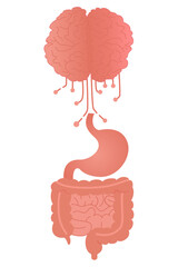 Gut-Brain Axis Anatomy with Neural Connections Vector Art