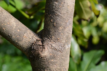 Fatsia japonica Tree with Leaves, Flowers, and Bark

