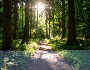 Obraz premium Sunlit forest path (1)