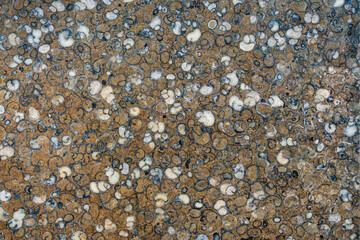 Fossil patterned Warm Stone Surface Texture natural Design background abstract wallpaper decor