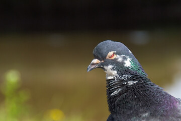 A shifty looking pigeon with a strange look on its face. Funny bird. 