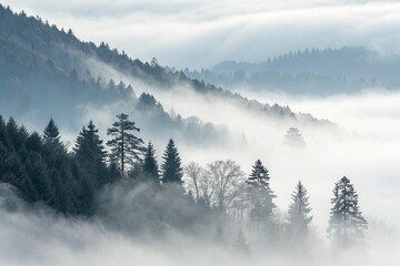 Fog Covered Forest Ridge Disappearing into White on White Background