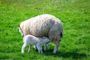 A ewe or female sheep feeds her lamb with colostrum, a nutrient rich milk she produces on a grass...