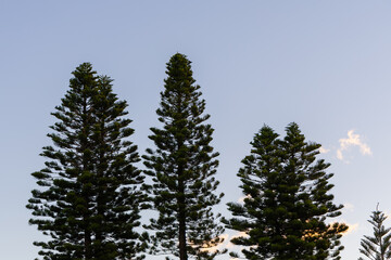 Pine tree and blue sky.