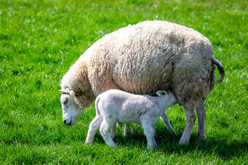 A ewe or female sheep feeds her lamb with colostrum, a nutrient rich milk she produces on a grass rich field in the Dutch countryside