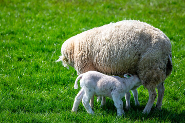 Fototapeta premium A ewe or female sheep feeds her lamb with colostrum, a nutrient rich milk she produces on a grass rich field in the Dutch countryside