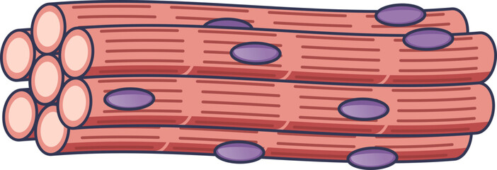 Illustration of muscle fibers showing structure and nuclei, representing muscle cell anatomy.