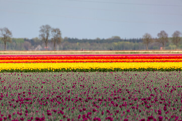 Rows of various colour tulip flowers growing in a farmers field in the Dutch countryside