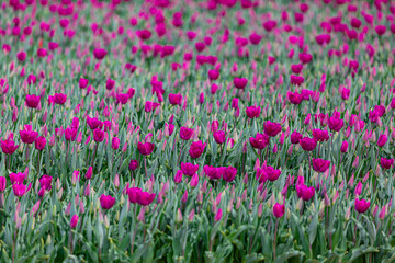 Fototapeta premium Close up of purple Tulip plants, Image shows a close up image of multiple purple tulip flowers growing in a farmers field in the Dutch countryside