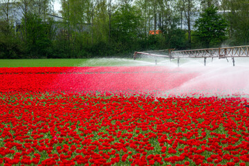 watering tulips, Image shows a farm irrigation or watering system watering a field of red tulips in the Dutch countryside