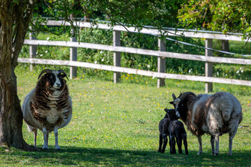 Small herd of Jacob sheep ewe's with 2 week old lambs, Image shows a small flock of female Jacob sheep with 2 black lambs in their field on a small farm in Surrey
