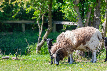 Jacob sheep ewe and her two 2 week old lambs, Image shows a mother sheep with her two kids on a summers day on a small farm in Surrey