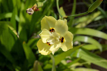 Dietes bicolor