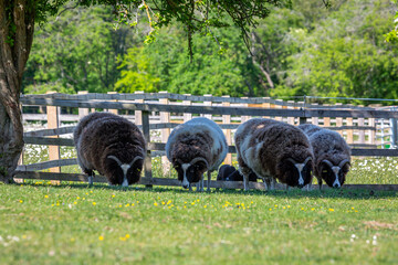 Small herd of Jacob sheep ewe's grazing with 2 week old lambs, Image shows a small flock of female...