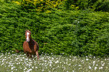 Chestnut Welsh pony gelding can be seen galloping through an overgrown field of grass and daisys on...