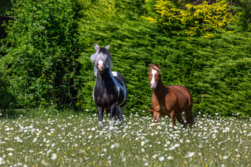 Chestnut Welsh pony and a black and white mountain and moorland pony playing in a field, Image shows the two geldings roaming freely around the overgrown grass and daisys on a small farm in Surrey