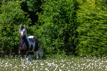 Black and white mountain and moorland gelding pony can be seen in an overgrown field of grass and...