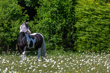 Black and white mountain and moorland gelding pony can be seen in an overgrown field of grass and daisys wearing a fly mask 