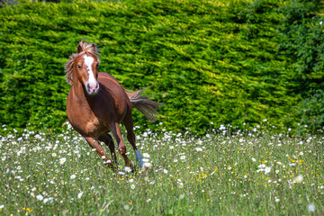 Chestnut Welsh pony gelding can be seen galloping through an overgrown field of grass and daisys on...
