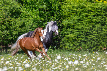 Chestnut Welsh pony and a black and white mountain and moorland pony playing in a field, Image...