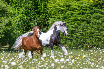 Chestnut Welsh pony and a black and white mountain and moorland pony playing in a field, Image...