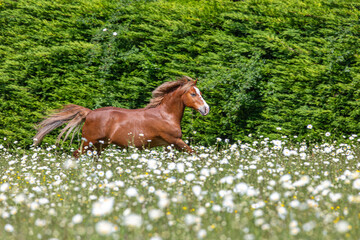 Chestnut Welsh pony gelding can be seen galloping through an overgrown field of grass and daisys on...