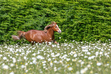 Chestnut Welsh pony gelding can be seen galloping through an overgrown field of grass and daisys on a small farm in Surrey
