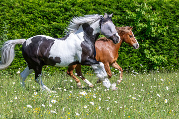 Chestnut Welsh pony and a black and white mountain and moorland pony playing in a field, Image...