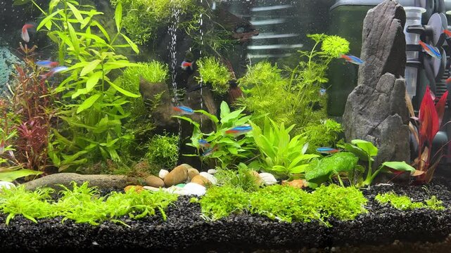 paracheirodon innesi fish swimming in the aquarium with plants