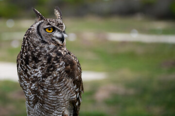 spotted eagle-owl (Bubo africanus)