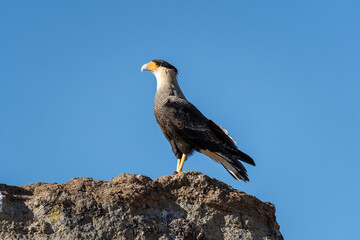 Crested caracara perched on a rocky outcrop against a clear blue sky