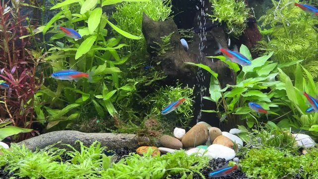paracheirodon innesi fish swimming in the aquarium with plants