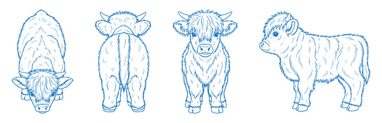 Hand drawn baby Highland cow vector illustration showing side, front, back, and top views of a fluffy calf with shaggy hair, perfect for farm, rustic, cute, vintage, and livestock-themed design projec