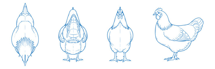 Hand drawn chicken vector illustration showing side, front, back, and top views of a farm hen, perfect for poultry, agriculture, rustic, vintage, and farm-themed design, packaging, and branding projec