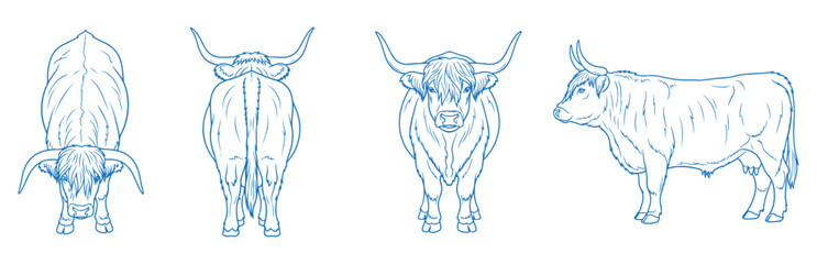Hand drawn Highland cow vector illustration showing side, front, back, and top views of shaggy long-haired cattle with horns, perfect for farm, rustic, vintage, and livestock-themed designs