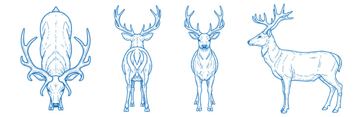 Hand drawn deer vector illustration showing side, front, back, and top views of a graceful wild animal with antlers, ideal for forest, wildlife, rustic, vintage, and outdoor-themed design and branding