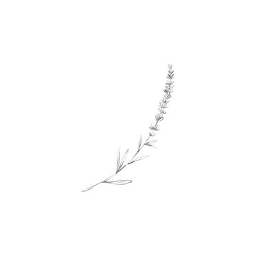 drawing minimal botanical graphic sketch drawing tiny tattoo design, floral elements vector illustration 