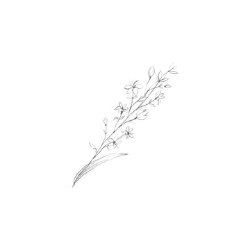 drawing minimal botanical graphic sketch drawing tiny tattoo design, floral elements vector illustration 