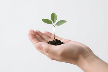Hand with Tree Seedling on White
