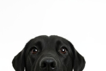 Fototapeta premium Curious Black Labrador Dog Looking Up on White Background