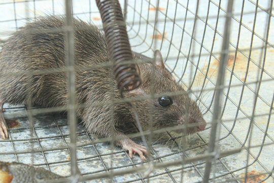 Side View of a Captured Rat in a Humane Wire Trap