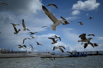seagulls in flight
