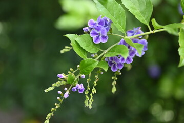 blue flowers in the garden