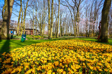 yellow tulip field