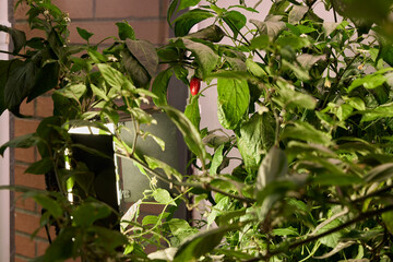 Vibrant Greenery Showcasing a Bold Red Chili Pepper with Soft and Warm Lighting Effects