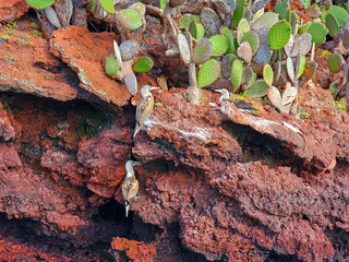 The Galapagos Islands are made up entirely of volcanic piles and volcanic lava. These islands are home to the Galapagos' unique animals, many of which are unique in the world
