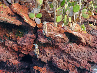 The Galapagos Islands are made up entirely of volcanic piles and volcanic lava. These islands are home to the Galapagos' unique animals, many of which are unique in the world