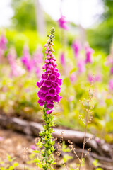 Foxglove (Digitalis purpurea) blooms in a deforested clearing in the forest of lserlohn (Sauerland) Pink
inflorescences of the poisonous wild plant are the first to colonize newly created open space.