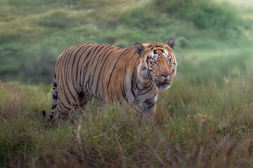 Male Tiger 